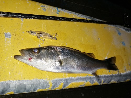 セイゴ（マルスズキ）の釣果