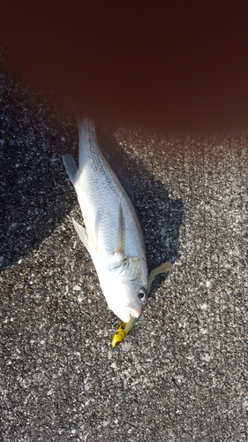 イシモチの釣果