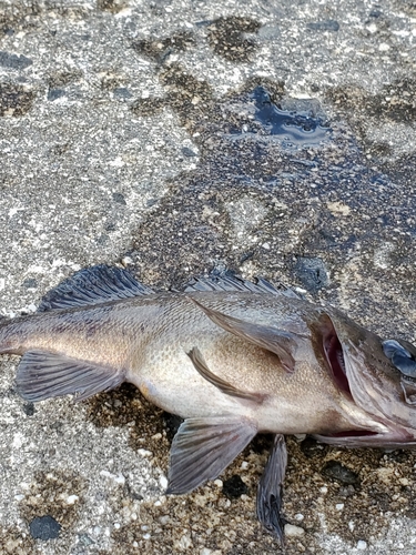 クロメバルの釣果