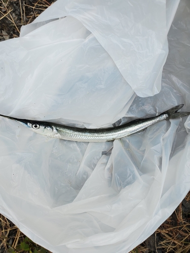 サヨリの釣果