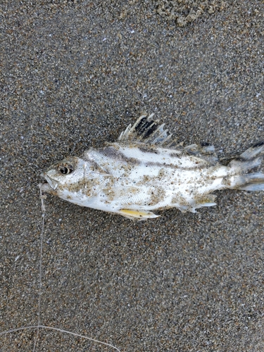 コトヒキの釣果