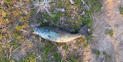 ブラックバスの釣果