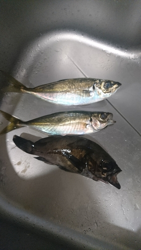 アジの釣果