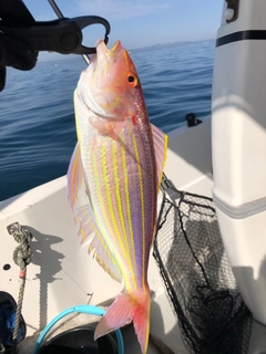 イトヨリダイの釣果