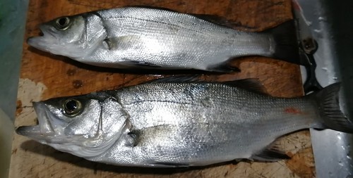 セイゴ（マルスズキ）の釣果