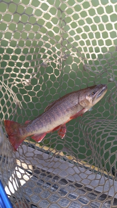 トラウトの釣果