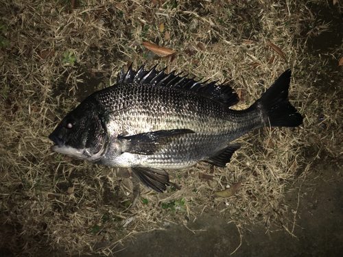 クロダイの釣果