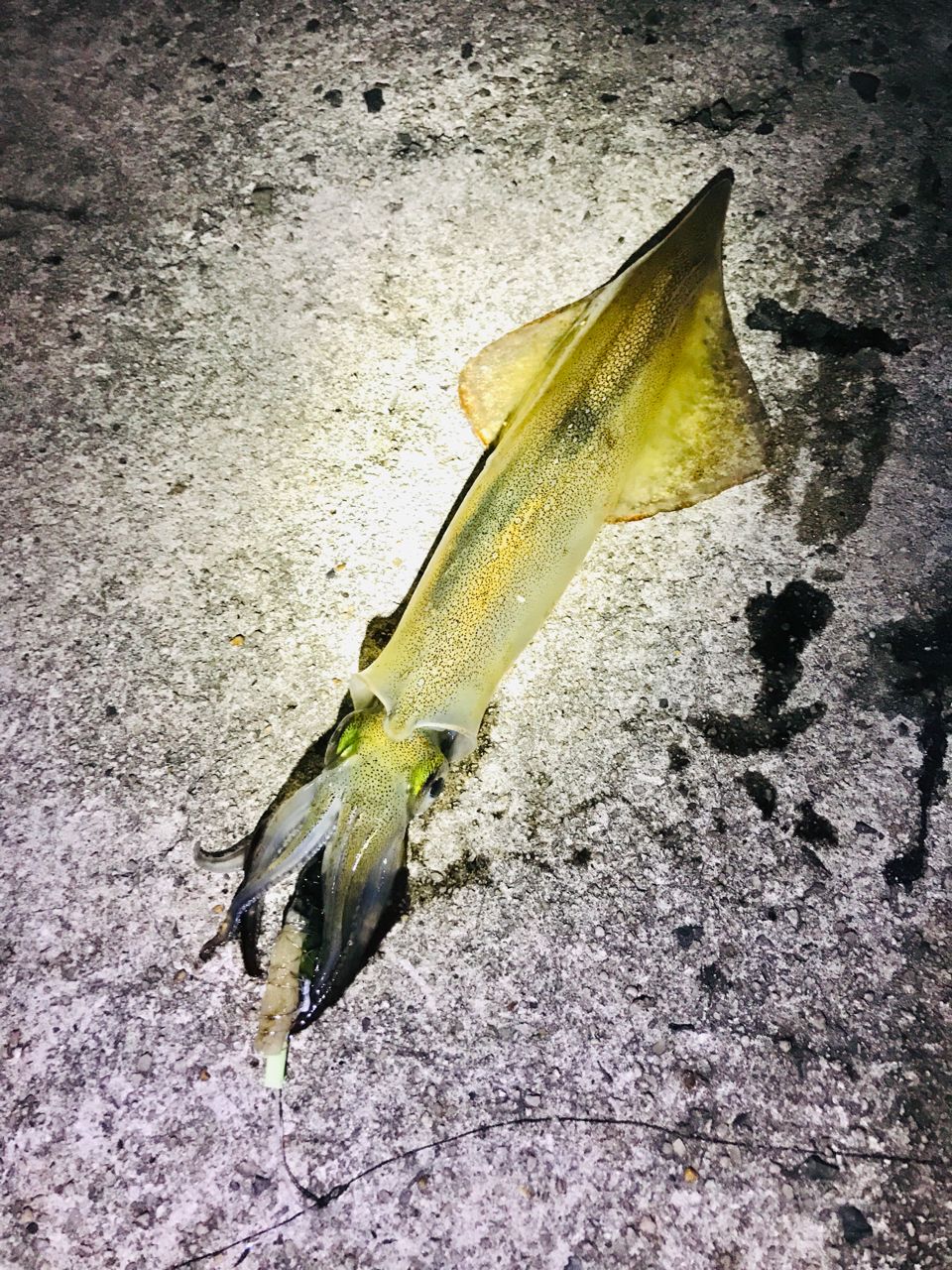 ヤリイカ