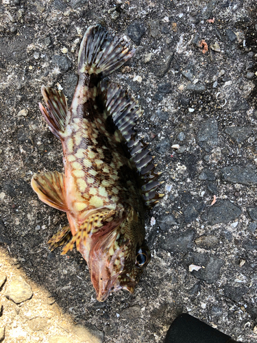 カサゴの釣果