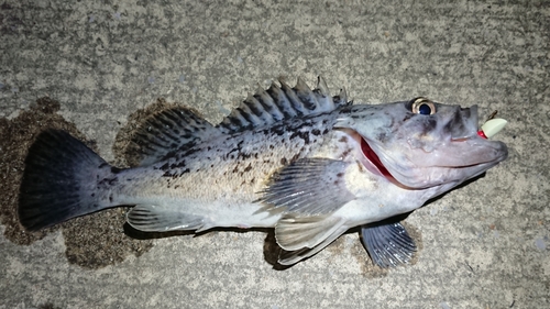 クロソイの釣果