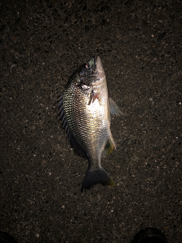 キビレの釣果