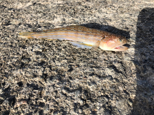 ハゼの釣果