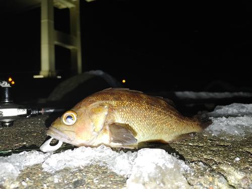 エゾメバルの釣果