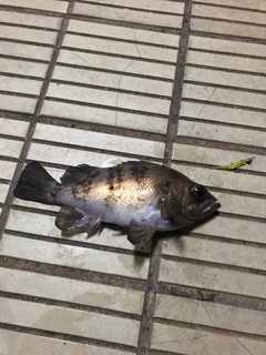 アカメバルの釣果