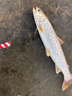 アメマスの釣果