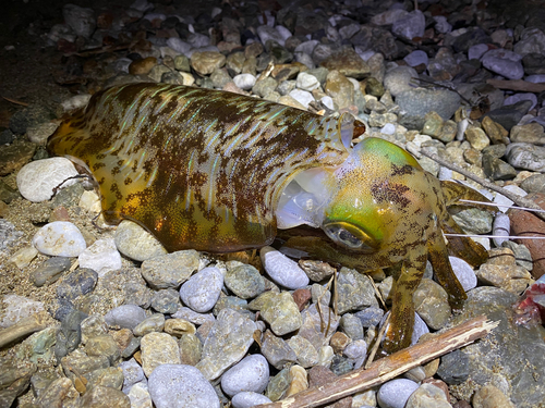 アオリイカの釣果