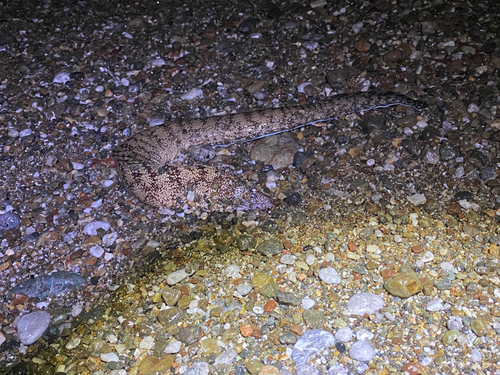 ウツボの釣果