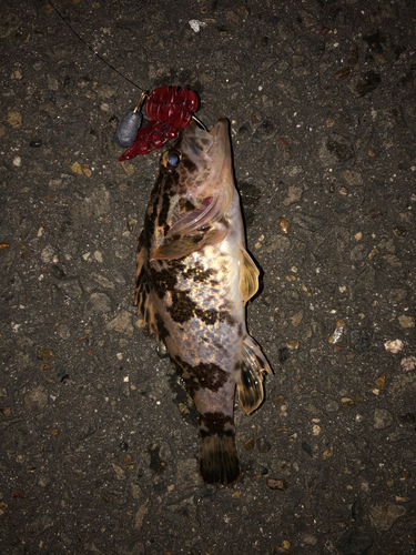 タケノコメバルの釣果