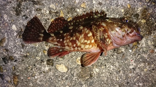 カサゴの釣果