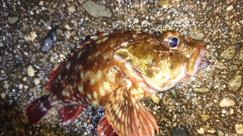 カサゴの釣果