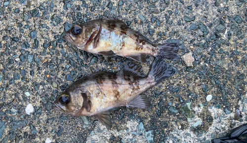 メバルの釣果