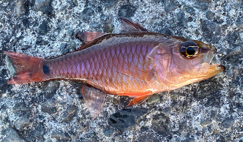 クロホシイシモチの釣果