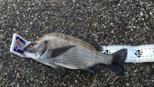 クロダイの釣果