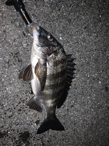 クロダイの釣果