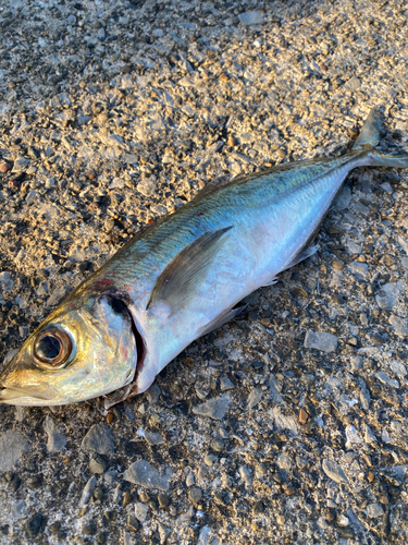 マアジの釣果