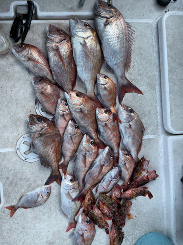 マダイの釣果