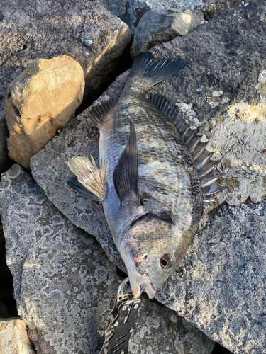 チヌの釣果