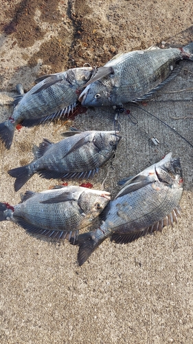 チヌの釣果