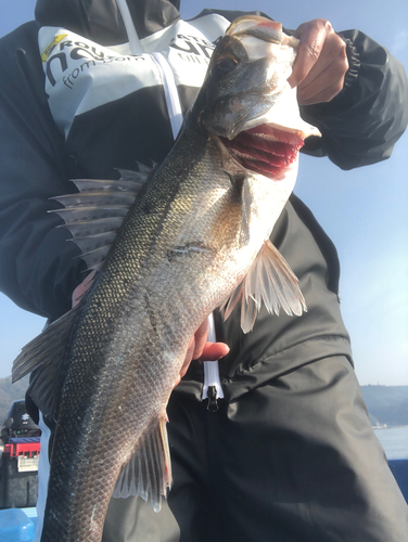 セイゴ（タイリクスズキ）の釣果