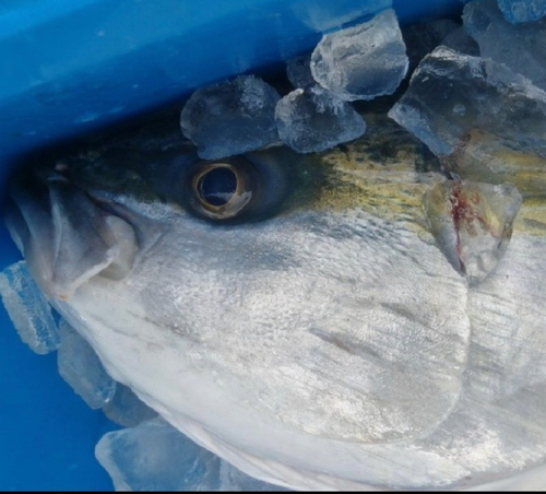 メジロの釣果