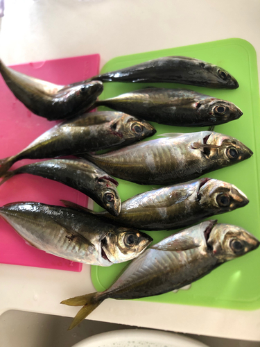 アジの釣果