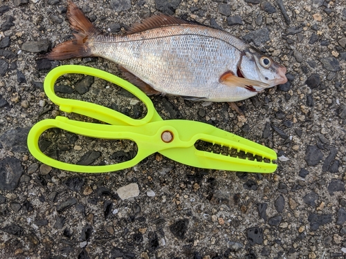 ウミタナゴの釣果