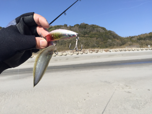 シタビラメの釣果