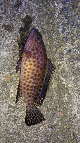 オオモンハタの釣果