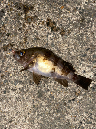 メバルの釣果