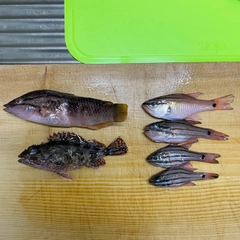 アカササノハベラの釣果