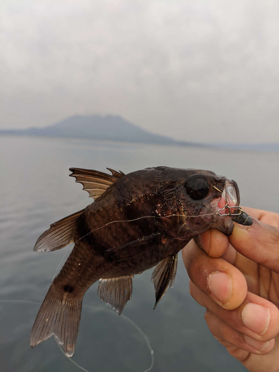 クロイシモチ