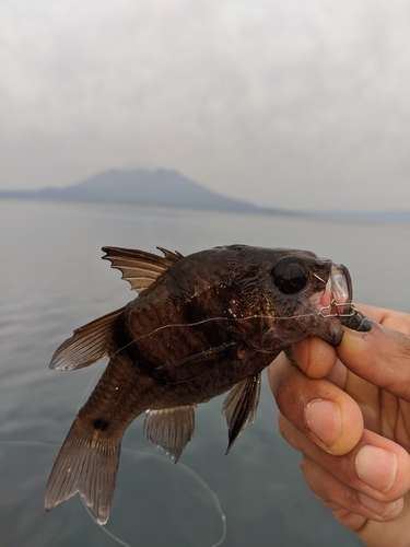 クロイシモチの釣果