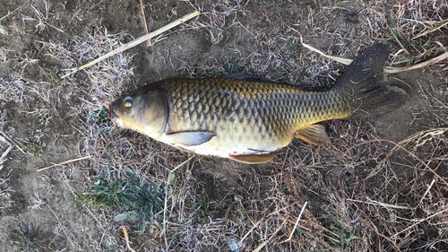 コイの釣果