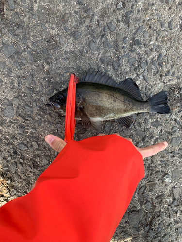 クロメバルの釣果