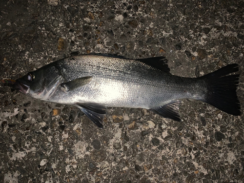 ヒラスズキの釣果