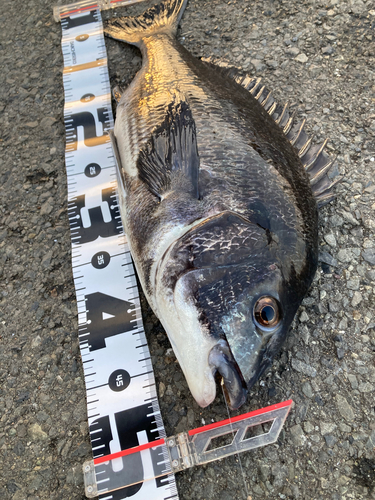 クロダイの釣果