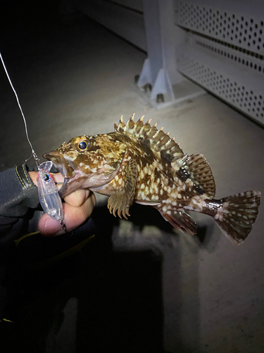 アラカブの釣果