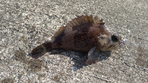 ムラソイの釣果