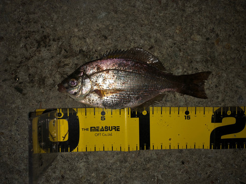 ウミタナゴの釣果