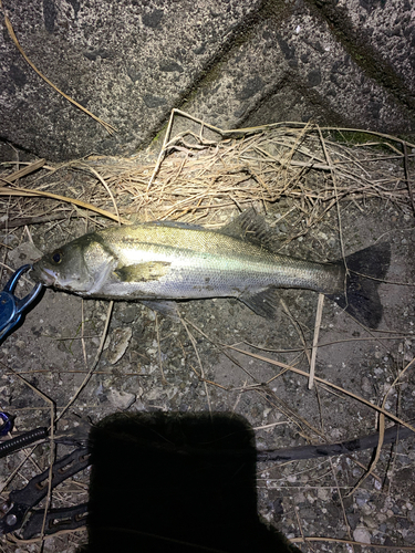 セイゴ（マルスズキ）の釣果